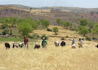 Harvest in the Middle Atlas, Morocco Harvest in the Middle Atlas, Morocco
