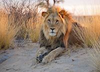 Lion, Tswalu Kalahari Reserve Lion, Tswalu Kalahari Reserve