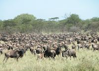 Wildebeest migration, Serengeti Wildebeest migration, Serengeti