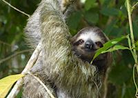 Sloth, Tortuguero National Park Sloth, Tortuguero National Park