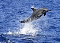Dolphin, Pemba Island Dolphin, Pemba Island