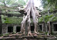 Ta Prohm Ta Prohm