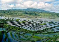 Paddy fields outside Ubud, Indonesia Paddy fields outside Ubud, Indonesia