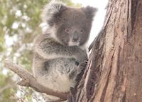 Baby Koala, Kangaroo Island, South Australia Baby Koala, Kangaroo Island, South Australia