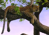 Leopard in South Africa Leopard in South Africa