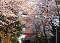 Cherry blossoms at Honmonji Temple Cherry blossoms at Honmonji Temple