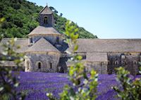 Lavender fields of Abbaye de Sénaque, Provence Lavender fields of Abbaye de Sénaque, Provence