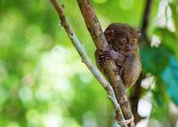 Tarsier, Bohol Tarsier, Bohol