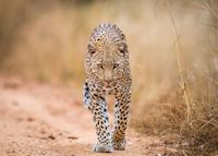 A leopard in the Kruger National Park, South Africa A leopard in the Kruger National Park, South Africa