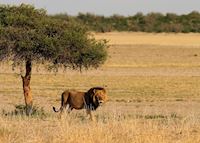 Lion in the Kalahari Lion in the Kalahari