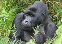Silverback in Group Thirteen, Volcanoes National Park Silverback in Group Thirteen, Volcanoes National Park