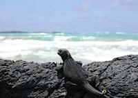 Marine Iguana, Galapagos Islands, Ecuador Marine Iguana, Galapagos Islands, Ecuador