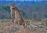 Cheetah in Kruger Park Cheetah in Kruger Park