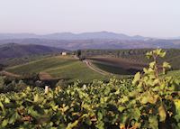 Capanna vineyards, Rosewood Castiglion del Bosco, Montalcino Capanna vineyards, Rosewood Castiglion del Bosco, Montalcino