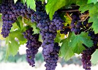 Grapevine, Châteauneuf-du-Pape Grapevine, Châteauneuf-du-Pape