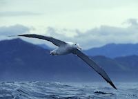 Albatross, Kaikoura Albatross, Kaikoura