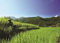 Paddy fields in Bali, Indonesia Paddy fields in Bali, Indonesia