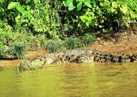 Crocodile, Kinabatangan River, Malaysian Borneo Crocodile, Kinabatangan River, Malaysian Borneo