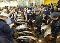 Tuna auction, Tsukiji fish market Tuna auction, Tsukiji fish market