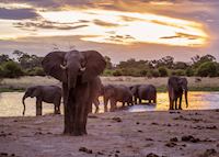 Elephants at a waterhole Elephants at a waterhole