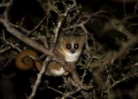 Mouse lemur, Madagascar Mouse lemur, Madagascar