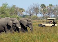 Game drive in the Abu Concession Game drive in the Abu Concession