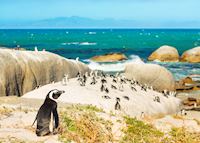 Penguins at Boulders Beach, Cape Town Penguins at Boulders Beach, Cape Town