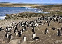 Pebble Island, The Falkland Islands Pebble Island, The Falkland Islands