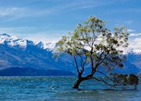 Lake Wanaka - Wanaka Tree Lake Wanaka - Wanaka Tree