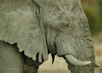 Elephant in the Chobe National Park Elephant in the Chobe National Park