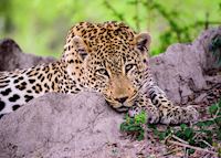 Leopard South Africa Leopard South Africa