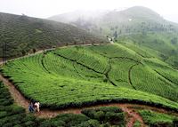 Tea plantations outside Darjeeling Tea plantations outside Darjeeling