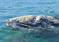 Grey Whale, San Ignacio Lagoon Grey Whale, San Ignacio Lagoon