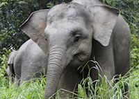 Pygmy Elephant Calf on the Kinabatangan River Pygmy Elephant Calf on the Kinabatangan River