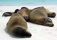 Sea lions, Galapagos Islands Sea lions, Galapagos Islands
