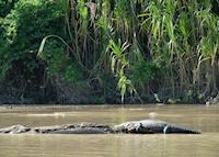 Caiman, Peruvian Amazon Caiman, Peruvian Amazon