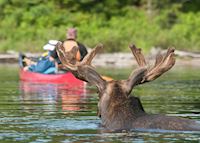 Moose spotting, Algonquin Provincial Park Moose spotting, Algonquin Provincial Park