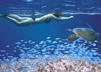 Snorkelling on the Great Barrier Reef Snorkelling on the Great Barrier Reef