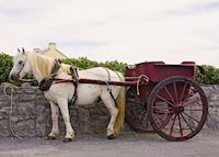 Horse and cart, Inis Mor Horse and cart, Inis Mor