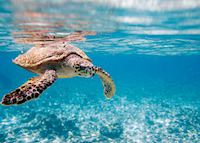 Hawksbill turtle, Seychelles Hawksbill turtle, Seychelles