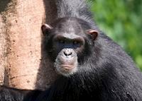 Chimpanzee, Ngamba Island Chimpanzee, Ngamba Island