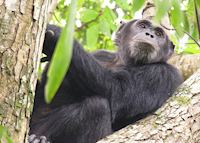 Chimpanzee, Mahale Mountains National Park Chimpanzee, Mahale Mountains National Park