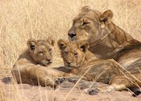 Lion in the Central Kalahari, Botswana Lion in the Central Kalahari, Botswana