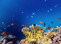 Red sea, Egypt Red sea, Egypt