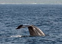 Young blue whale breaching not far from Sri Lanka's southern beaches Young blue whale breaching not far from Sri Lanka's southern beaches