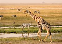The Chobe river attracts a variety of game The Chobe river attracts a variety of game
