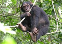 Chimpanzee in the Mahale Mountains Chimpanzee in the Mahale Mountains