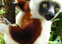 Coquerel's Sifaka, Madagascar Coquerel's Sifaka, Madagascar
