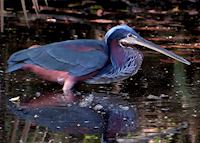 Agami Heron, Pico Bonito National Park Agami Heron, Pico Bonito National Park