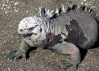 Marine iguana, Galapagos Islands Marine iguana, Galapagos Islands